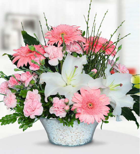 gerbera lilyum